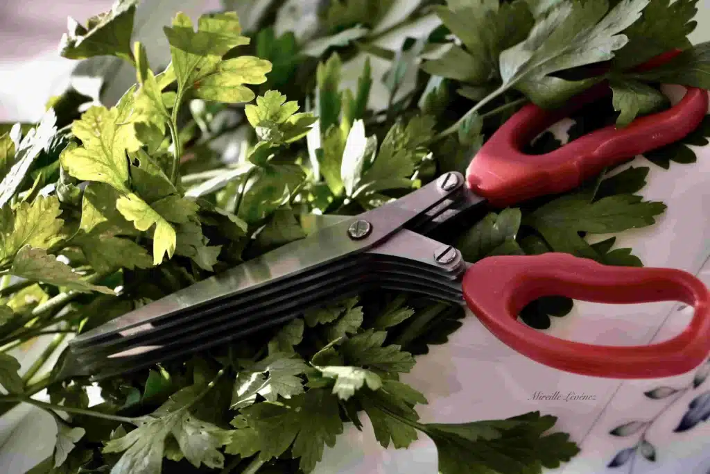 Vegetable Scissors